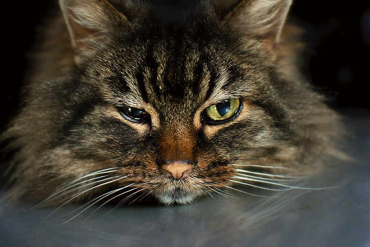DSC_2631b.jpg