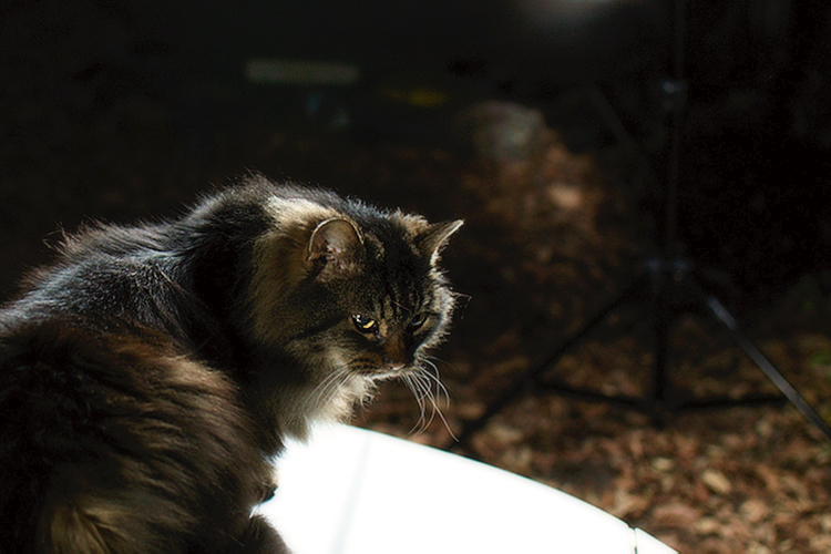 DSC_2643b.jpg