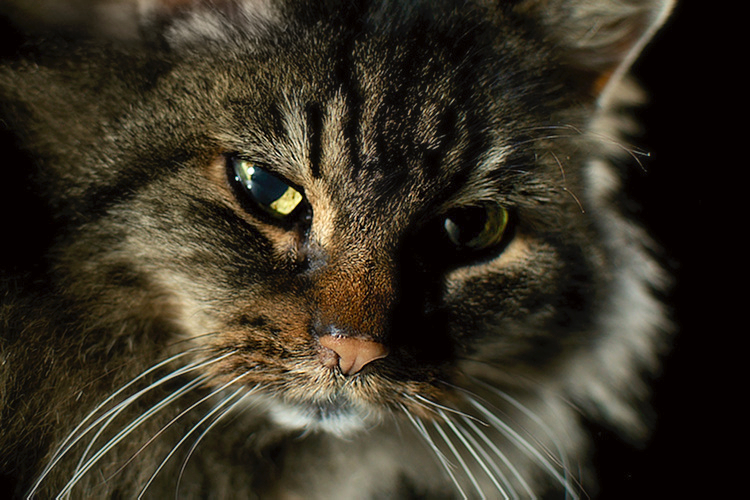 DSC_2649b.jpg